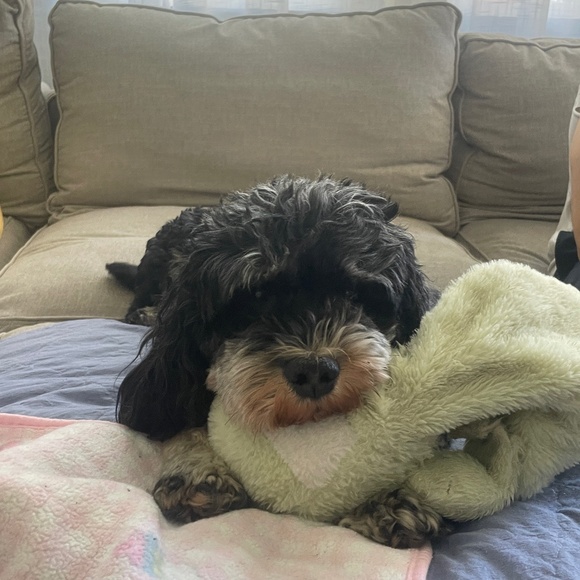 Meet your Posher, Heidi - Picture 1 of 1